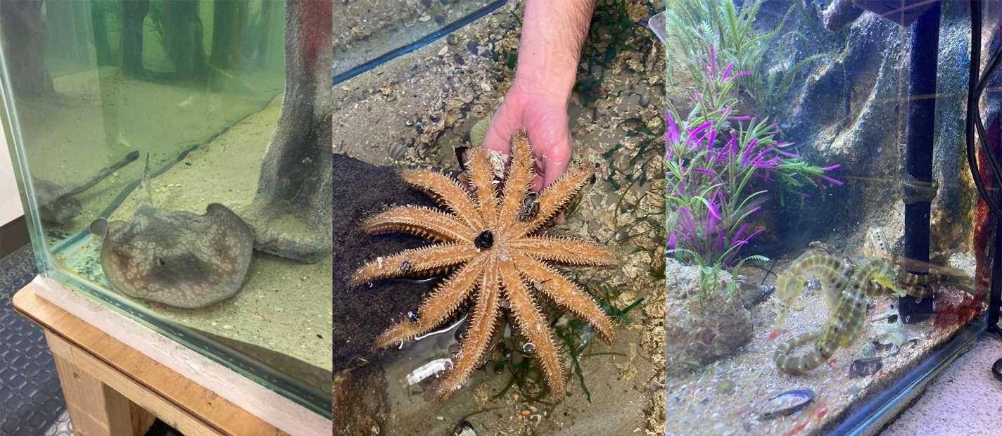 ray, sea star & sea horses
